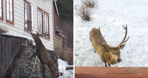Une veuve qui pense qu'elle sera seule pour toujours est visitée par le même cerf devant sa fenêtre