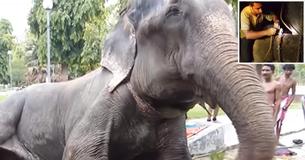 Raju de olifant had tranen in zijn ogen toen een liefdadigheidsinstelling hem redde nadat hij 50 jaar vastgeketend is geweest