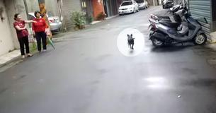 La réunion émotionnelle d'un chien avec son propriétaire après s’être perdu pendant six jours