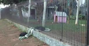 Un chien traîne sa couverture jusqu'à un chiot errant par une nuit froide