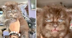 Des chatons Maine Coon pelucheux ont des allures de petits loups-garous.