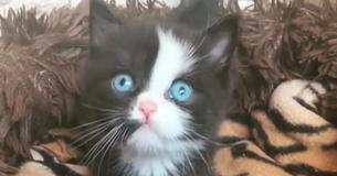 One-Month-Old Black Kitten Fascinates With His Blue Eyes