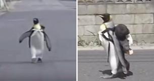 Penguin In Japan Used To Wear A Backpack And Walk To The Fish Market Each Day To Get Dinner For His Adopted Family