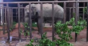 Last Performing Circus Elephant In Chile Is Rescued And Brought Sanctuary
