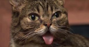 Lil Bub The Internet Sensation Who 'Saved Thousands' Has Passed Away In Her Sleep Aged 8