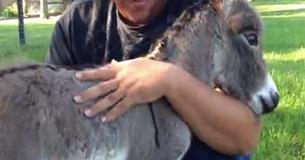 Newborn Donkey At Texas Farm Likes To Ask For Hugs