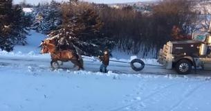 Footage Shows Two Horses In Minnesota Pull Out Semi-Truck Stuck In Ice
