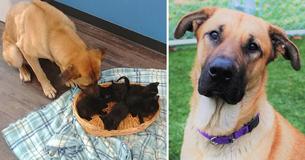 Stray Dog Found Cuddled Around Orphaned Kittens Keeping Them Warm In Freezing Temperatures