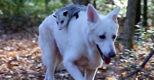 Orphaned Baby Opossum Adopted By Loving Dog