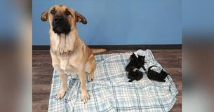 Stray Dog Found In Snow Snuggled With Orphaned Kittens Keeping Them Warm