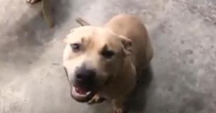 Pitbull Passes Away After Protecting Family From Aggressive Snake