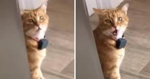 Cat Sees Owner And Says 'Well, Hi!' In A Southern Accent