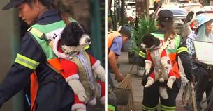 Street Sweeper Carries Pet Dog On Her Back While She Works Every Day