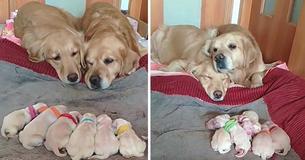 Golden Retriever Eltern beaufsichtigen ihre neugeborenen Welpen