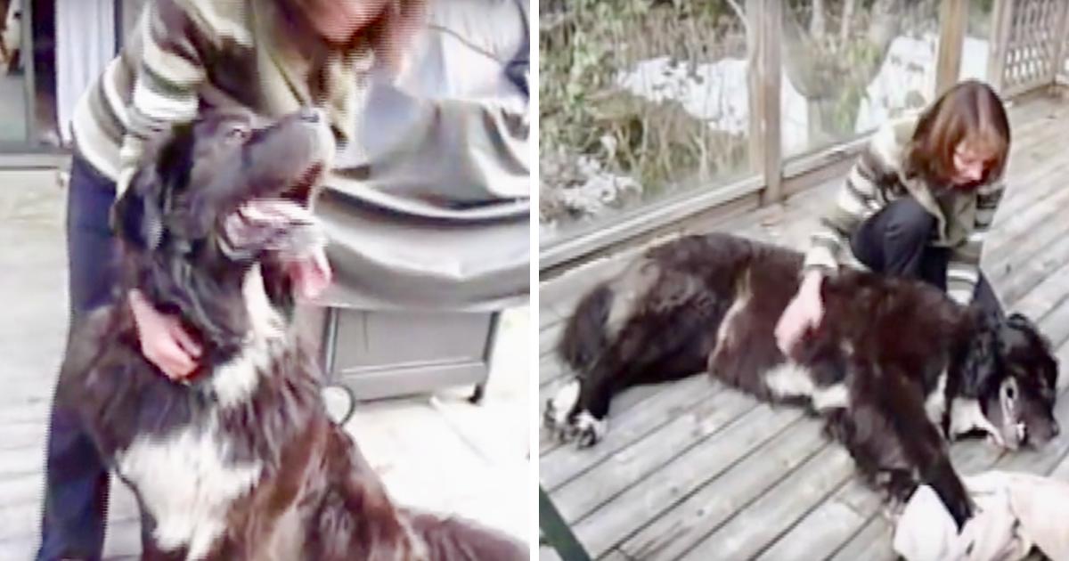 Dog Rescued After Being Chained Outside Without Protection For 4 Winters