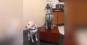 George H. W. Bush's Service Dog Sully Gets His Own Statue and a Kiss from JJ Watt Over Two Days