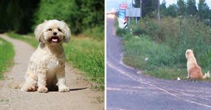 Vermiste hond wacht 4 jaar lang op dezelfde plek totdat zijn eigenaars terugkomen