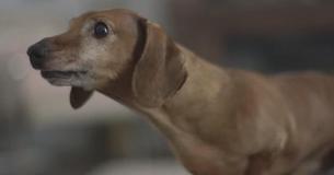 Dachshund Delighted To Play With Favorite Toy From Puppyhood After 5 Years