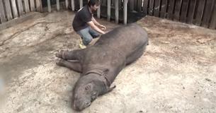 De laatste Sumatraanse neushoorn in Maleisië is nu officieel uitgestorven.