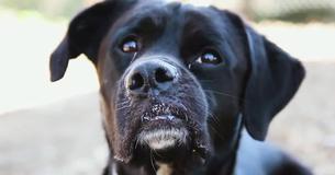 Due To Crooked Snout Dog Is Constantly Ignored At Shelter Until Staff Posts A Picture Of Him