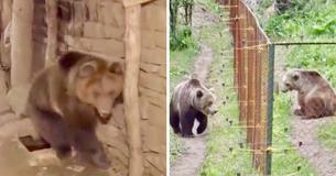 Bear Who Started Off Life Alone In Captivity Is Rescued And Meets Another Bear At Bear Sanctuary