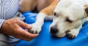 New Discoveries As To Why Your Dog Paws You