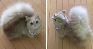 An Adorable Cat Living In Japan Named Bell Has A Bushy Squirrel-Like Tail
