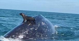 Seal Takes A Ride On A Whale's Back In Mexico