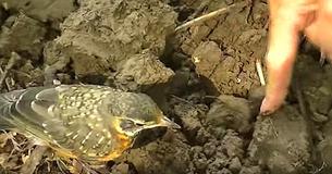 While Gardener Turns Over Soil A Bird Hops Right In To Help By Collecting The Worms