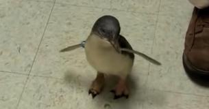 Pequeño pingüino busca a su cuidadora en el zoológico y se vuelve loco por recibir un masaje en la barriga cuando finalmente la encuentra 
