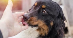Ein Deutscher stirbt, nachdem er von einem Hund abgeschleckt wurde – wodurch er sich eine seltene Infektion zuzog