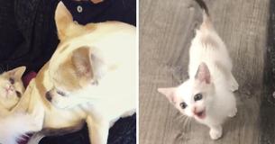 Injured Kitten Is Rescued From The Streets Of California And Befriends Little Dog