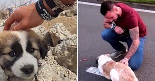 British Soldier Travels 3000 Miles To Reunite With Dog Who Gave Him Company In Syria Hoping She Will Remember Him