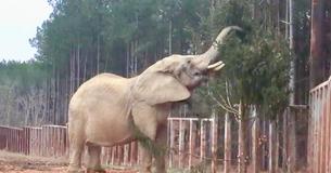 Elephant Sanctuary In Tennessee Is Accepting Christmas Tree Donations To Feed Hungry Elephants