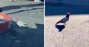 Anonymous Person Is Reportedly Sticking Minature Cowboy Hats On Pigeons In Las Vegas