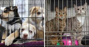 Cruel Pet Owners Are Abandoning Their Pets At The Pound Ahead Of Christmas Vacation