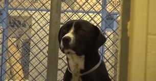 Le chien d'un refuge en Californie saute de joie après avoir réalisé qu'il rentre enfin chez lui