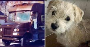 Ce chiot jeté d'une voiture a été sauvé par un livreur