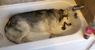 Husky heeft woedeaanval wanneer de eigenaar weigert om hem een bad te geven