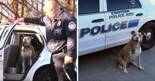 Police Departments Required Cheaper K-9s So They Have Started Adopting Pit Bulls From Dog Shelters