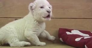 Un lionceau blanc au zoo de Belgrade essaie de rugir et fait le bruit d'un mouton
