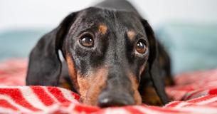 Vet Puts Dog Down By Mistake After Asking The Wrong Owner For Permission