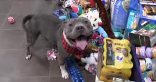 Iowa Animal Shelter Gives Their Rescue Dogs Chance To Pick Their Own Toys From Under The Christmas Tree