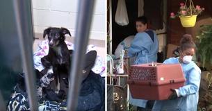 Des propriétaires appellent la police au sujet d'une odeur nauséabonde provenant de la maison d'un voisin et des agents découvrent que plus de 100 chiens sont piégés à l'intérieur