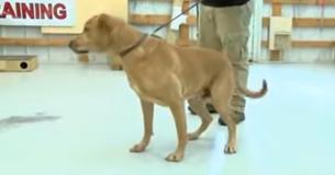 Un chien policier à la retraite abandonné au refuge pour animaux par son gardien de police trouve sa maison pour de bon