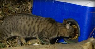 Man Cares For Local Cats By Re-Using Old Plastic Coolers To Keep Them Warm During Cold Utah Winter