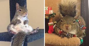Woman Rescues Squirrel That Doesn't Want To Leave Her House And Likes Taking Selfies