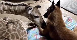 Fürsorglicher Hund wacht liebevoll über vernachlässigte Baby-Giraffe