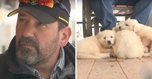 Couple Snowmobiling Find 3 Shivering Pups On Snowy Mountain