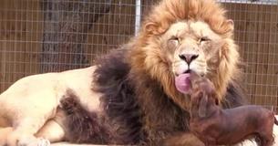 Wiener Dog Gives Loving Kisses To Huge Lion